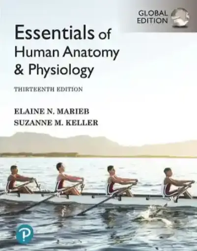 Essentials of Human Anatomy & Physiology 13th Edition